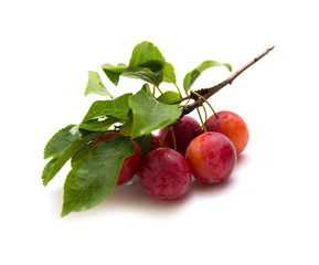 small round red wild plums