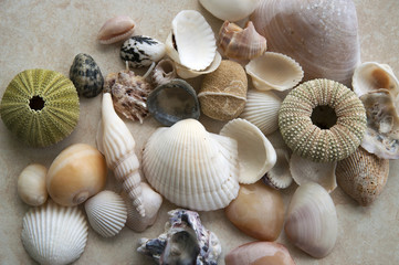 Sea shells