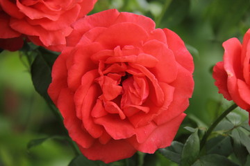 розы нежные 