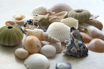 Sea shells