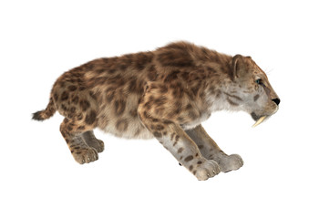Big Cat Smilodon
