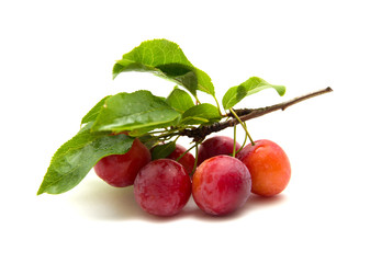 small round red wild plums