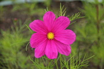 Цветок нежности 