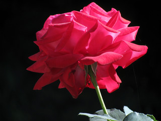 Velvet Flame hybrid tea rose