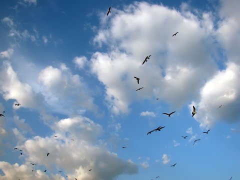 Birds in the serene sky