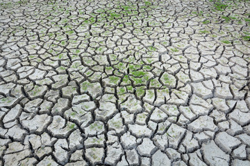 Green grass on cracked earth