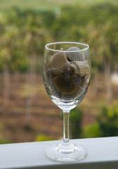 Sea shells in the glass