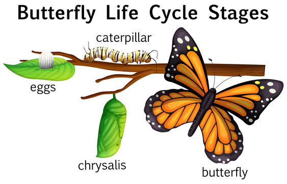 Butterfly life cycle stages