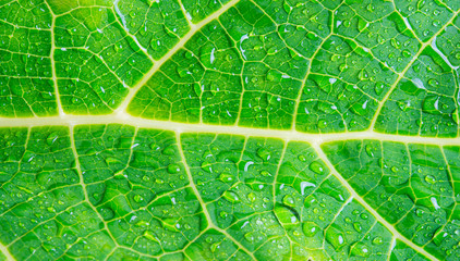 macro water drops on green leaf