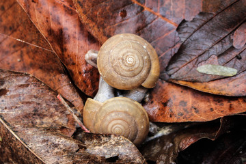 snail