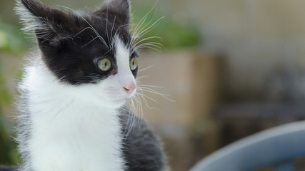 Chaton 