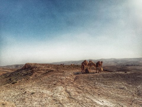 kamele in der wüste
