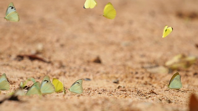 Butterflies are eat mineral on the ground, Select focus.