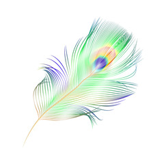 vector peacock feather