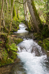 Obraz premium Beautiful mountain stream in the Bavarian Alps
