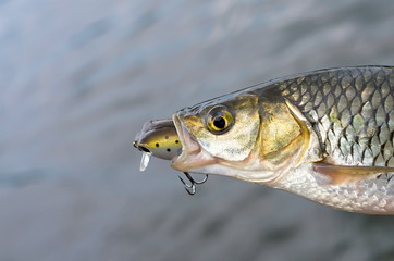 chub with bait in mouth