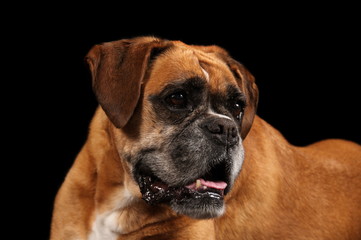 Boxer en studio sur fond noir