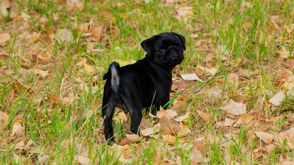 Baby Pug Marley enjoy the Summer