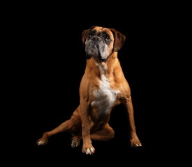 Obraz premium Boxer en studio sur fond noir