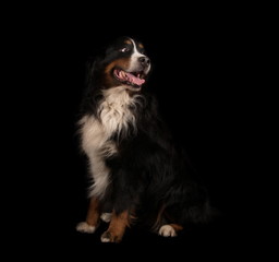Bouvier Bernois en studio sur fond noir