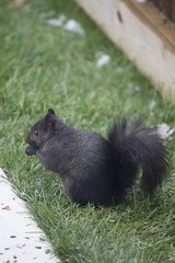 Black Squirrel