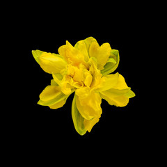 Yellow daffodils (narcissus) flowers, close up, colored background