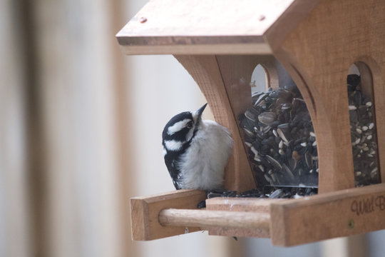 Bird on Feeder - Woodpecker