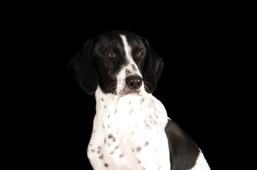 Chien en studio sur fond noir