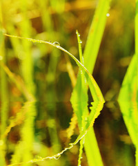 Dew droplets on  leaves