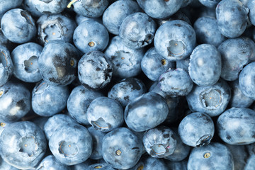 Harvest of blueberry