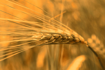 
Wheat field