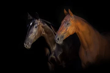 Foto op Canvas Portrait of two horse isolated on black background © callipso88