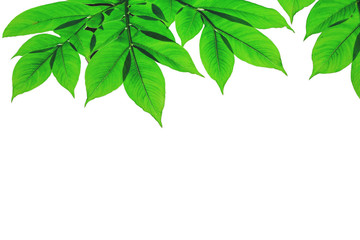 Green leaves isolated on white background