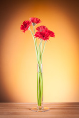 Gerbera in a glass vase