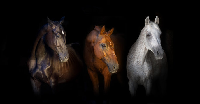 Black red and white horses portrait isolated on black background