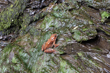 Orange frog sitting on the rocks green. Bieszczady, Poland 