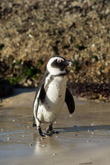 Naklejka premium African penguin on the beach