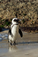 Fototapeta premium African penguin on the beach