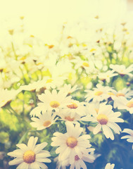 Plakaty  sztuka Letni lub wiosenny piękny ogród z kwiatami stokrotek
