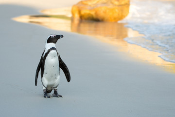Obraz premium African penguin on the beach