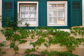 Fototapeta na wymiar Fenster und Weinreben
