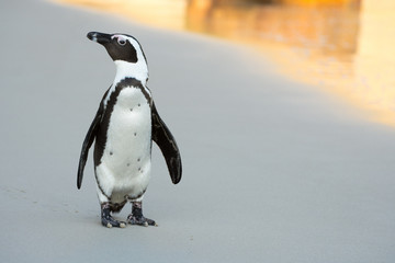 Fototapeta premium Afrykański pingwin na plaży