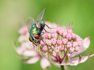 Close up photo of a green metallic fly in a astrantia flower