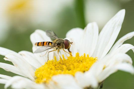 Side view of a hoverfly facing right sitting in a white daisy flower