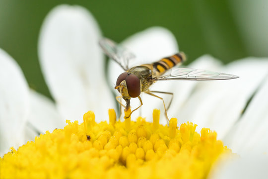 Close up photo of a hoverfly sitting in a white daisy flower