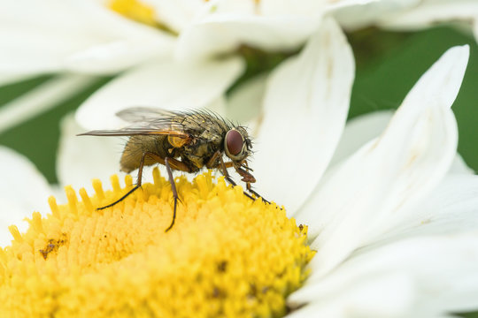 Side view of a fly facing right sitting in a white daisy flower