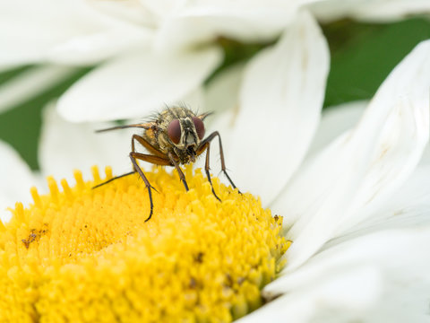 Front view of a fly facing right sitting in a white daisy flower