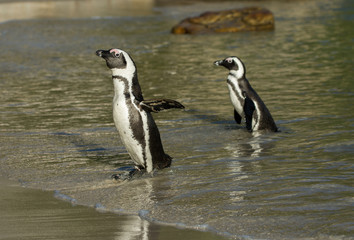 Two African penguins on the beach