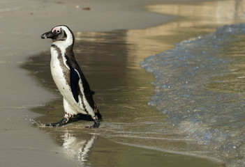 African penguin on the beach