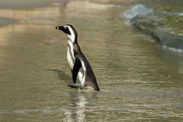 African penguin on the beach